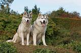 SIBERIAN HUSKY 829